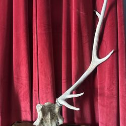 Authentic Mule Deer Antler Shed