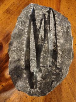 Orthoceras Fossil