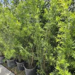 podocarpus $ 25 Instant  privacy Hedge for fence 
