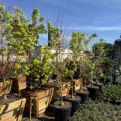 Sango Kaku Japanese Maple Tree ( Coral Bark)