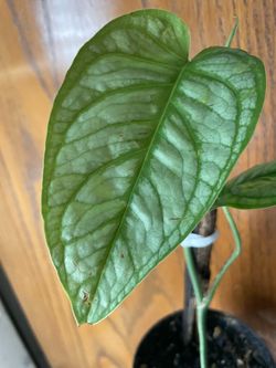 Monstera Silpatecana El Salvador