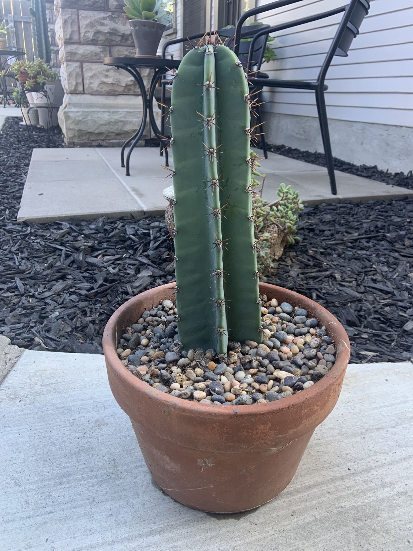 Cactus