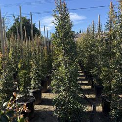 Eugenia Privacy Hegde