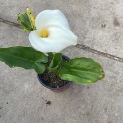 Plant Calla LilyPlanta  Flor Blanca Cartucho Alcatraz