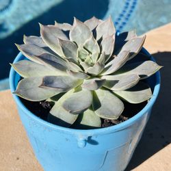 Beautiful Succulents 