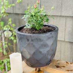 Live outdoor mini rose 🥀 bush plant in a Verandah textured ceramic planter pot—firm price