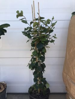House plant - ficus triangularis