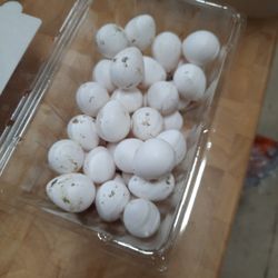 Bobwhite Quail Eggs To Hatch Or Eat 