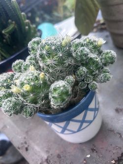 Flowering cactus