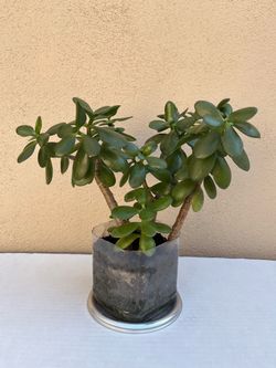 5- Year 12" Jade Plant 🪴Positive Energy 💕