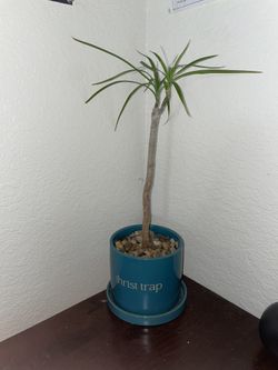 Dragon Tree Plant - $20 Self Draining Decorative Pot
