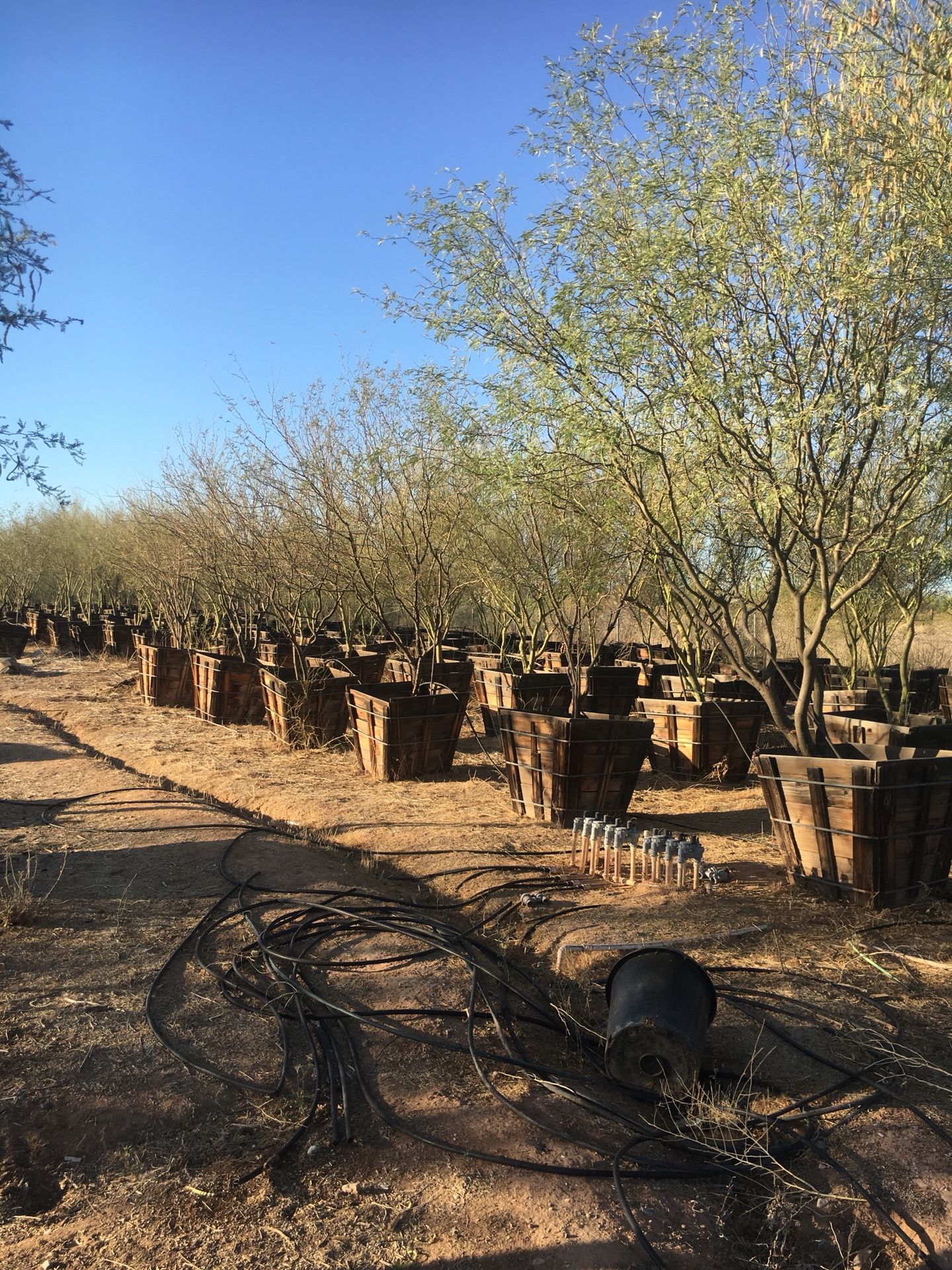 Mesquite / palo verde trees all sizes 20 must go! for Sale in Phoenix