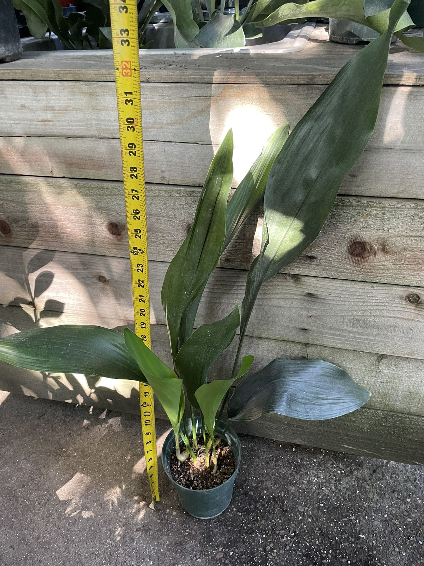 6” Pot Cast Iron Plant, Exact Plant, 95820