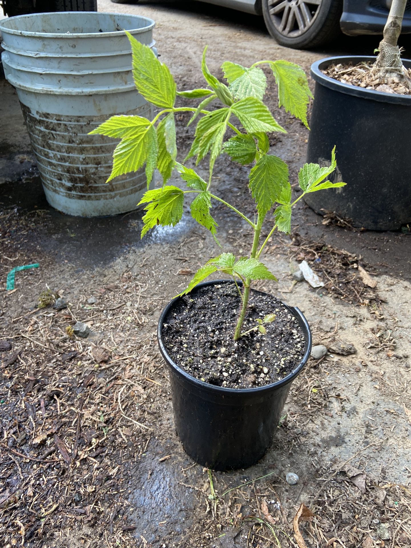 Everbearing Raspberry, heritage type Sprouts.