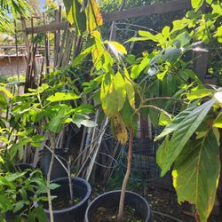 Fig trees and Avocado Trees 