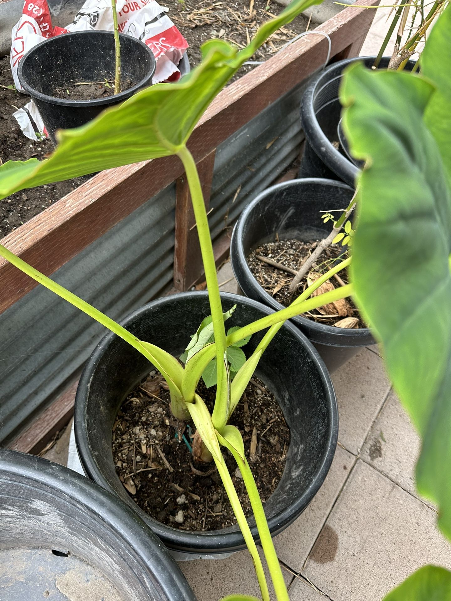 Mammoth Elephant Ear Plant Very Healthy And Beautiful