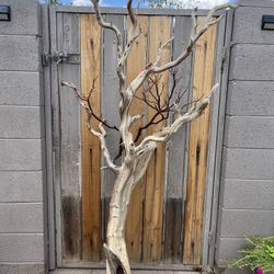Manzanita Tree