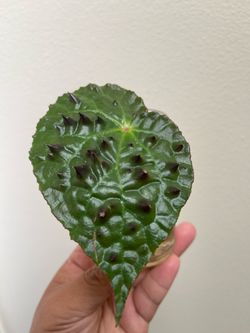 Begonia