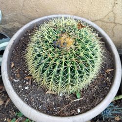 Succulent plants