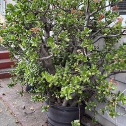 ❣️JADE❣️JADE❣️JADE❣️