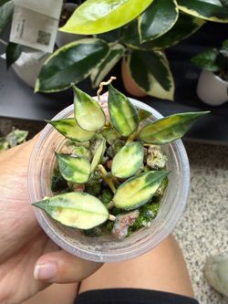 Variegated Variegated Lacunosa