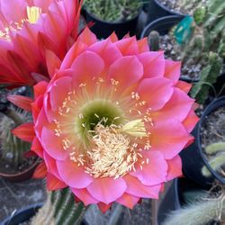Cactus Blooming X-Large Flowers Plant, In 3 Gallóns Pot Pick Up Only