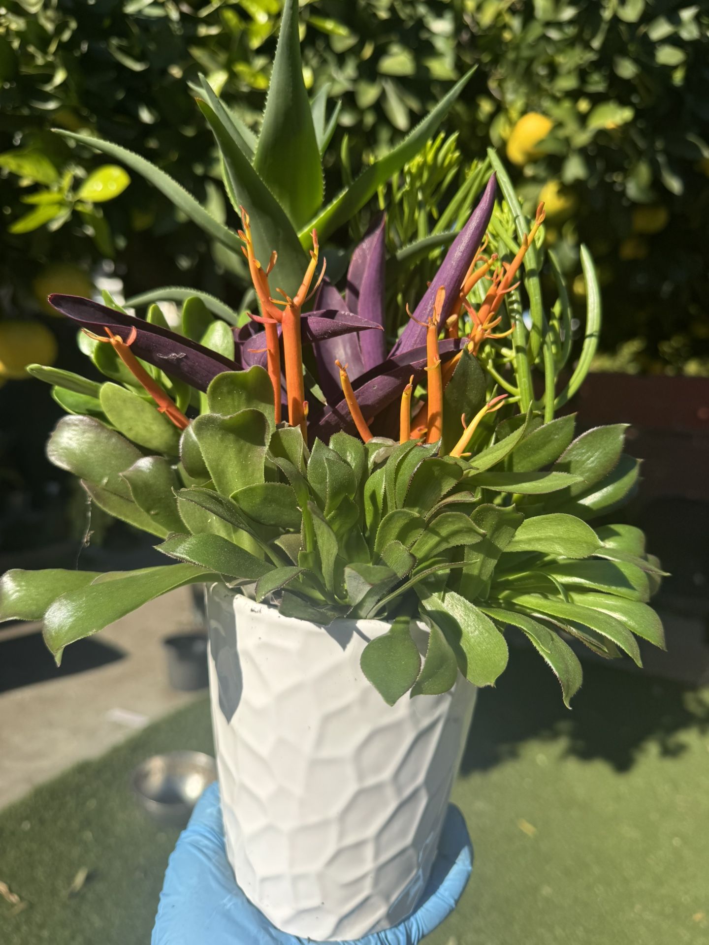 Pretty Succulents In Ceramic Pot