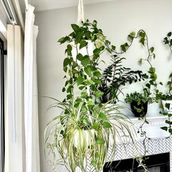Hanging plants(pothos & Spider)with Macrame both 50$price Is Firm!