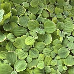 Water Lettuce floating water plant