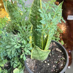 Various Plants For Sale