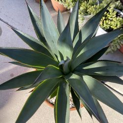 Agave Blue Flame