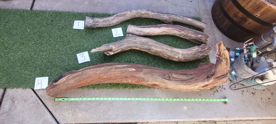 Reptile Driftwood