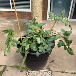 Organic Tomato  (Better Bush)