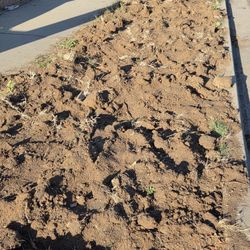 Free Dirt (Already Sprayed w/Weed Killer)