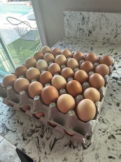 Farm Eggs- Huevos criollos