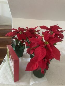 Red Poinsettia 