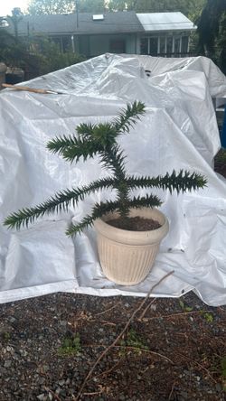5 year old monkey puzzle tree.