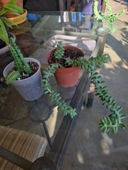 Stapelia and donkey tail