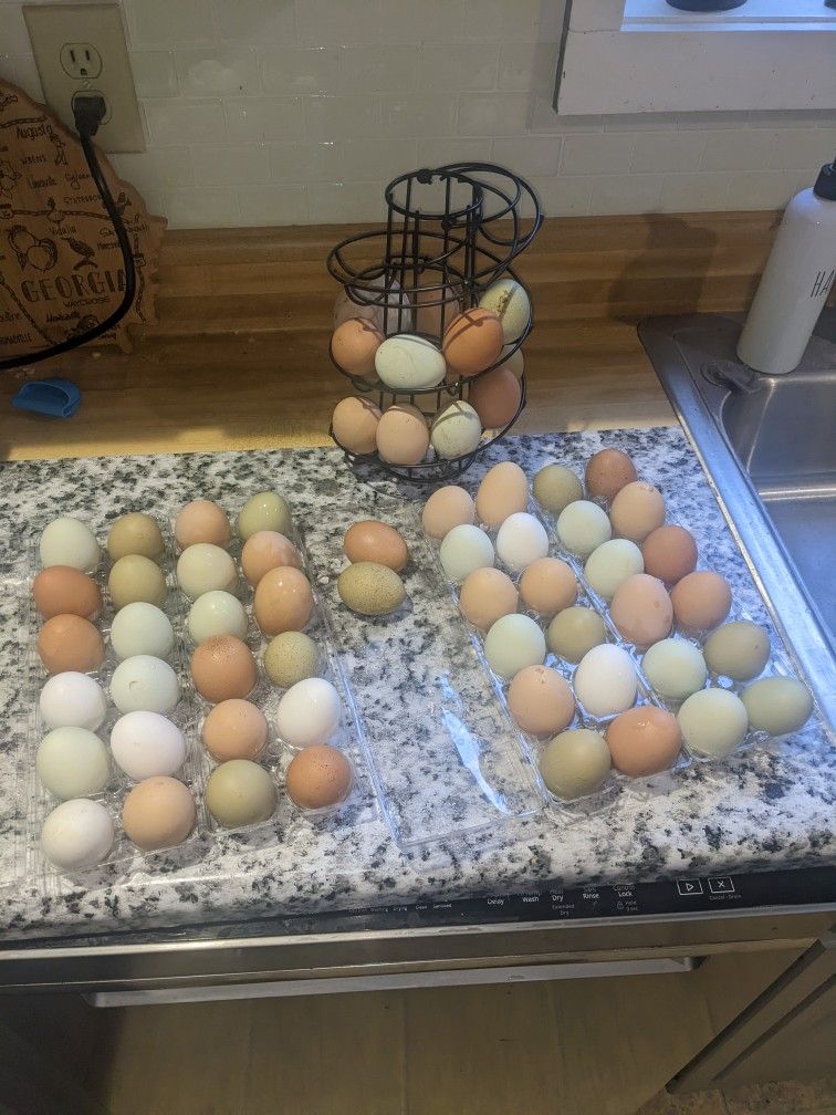Fresh Eggs