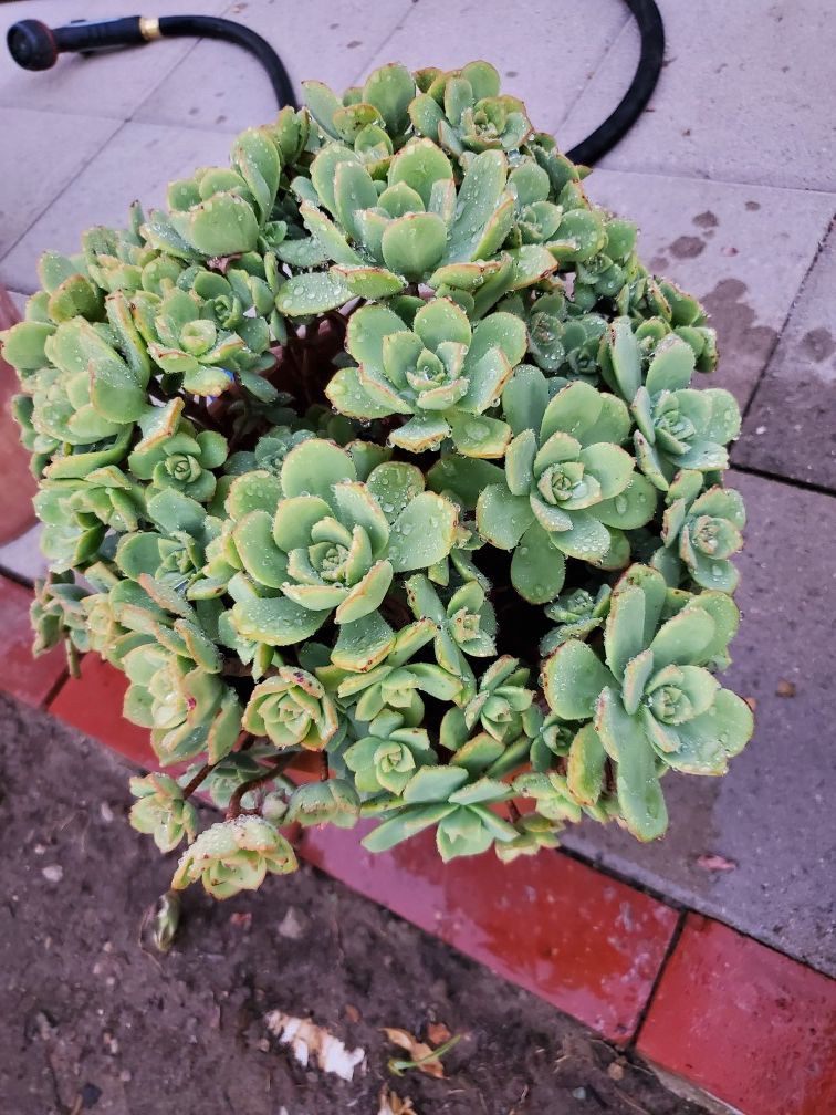 Beautiful Succulants in clay pot. $20 for 2 pots