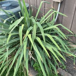 Yucca Plant