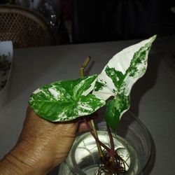 2 Leaf Syngonium Albo $10 -Ship $3.50