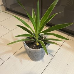 Verigated Albo Yucca In Planter