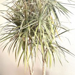 Variegated Dragon Plant 
