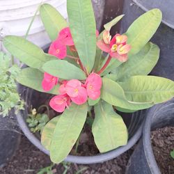 Corona De Cristo  3 x 20