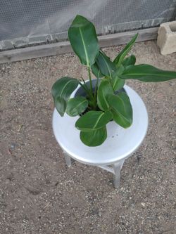 Banana Plant 6" Nursery Pot