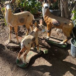 Familia De Venaditos