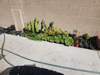 Agaves, Succulents And CACTI