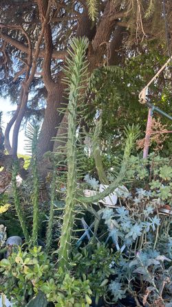 Plantas, cactus
