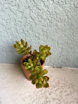 Sedum plant